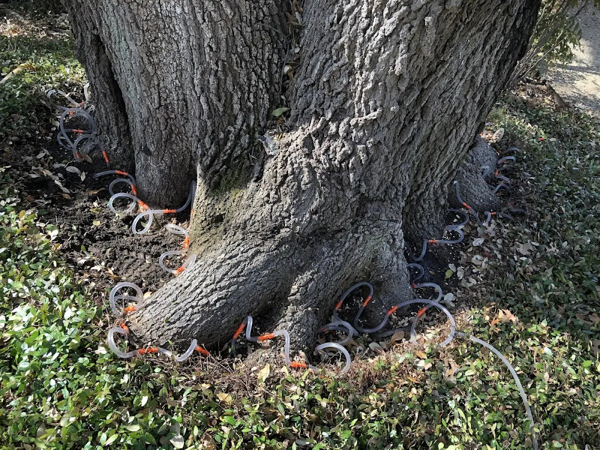 Detailed Tree Cabling and Bracing job site in Pittsfield