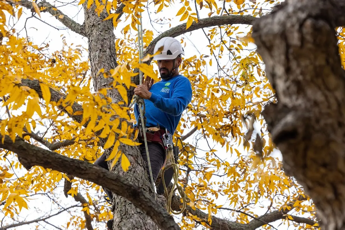 Skilled Tree Planting crew working in Pittsfield
